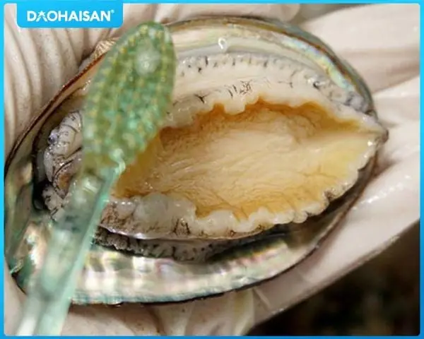 Cách nấu Bào Ngư Hầm Thuốc Bắc chuẩn vị, bổ dưỡng tại nhà