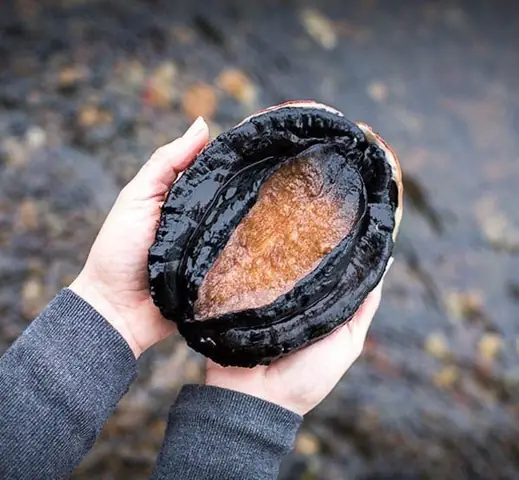 Cách Nấu Bào Ngư Úc: Hướng Dẫn Chi Tiết Từ A Đến Z Cách Nấu Bào Ngư Úc: Hướng Dẫn Chi Tiết Từ A Đến Z