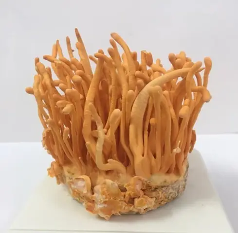 Cách Nấu Bào Ngư Úc: Hướng Dẫn Chi Tiết Từ A Đến Z Cách Nấu Bào Ngư Úc: Hướng Dẫn Chi Tiết Từ A Đến Z