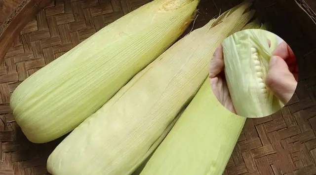 Hướng Dẫn Chi Tiết Cách Nấu Bắp Bằng Nồi Cơm Điện Thơm Ngon