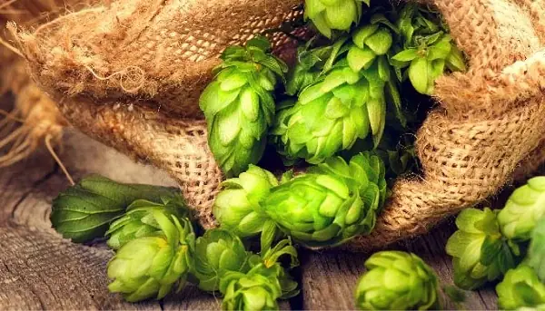 Hướng Dẫn Chi Tiết Cách Nấu Bia Thủ Công Đơn Giản Tại Nhà Hướng Dẫn Chi Tiết Cách Nấu Bia Thủ Công Đơn Giản Tại Nhà