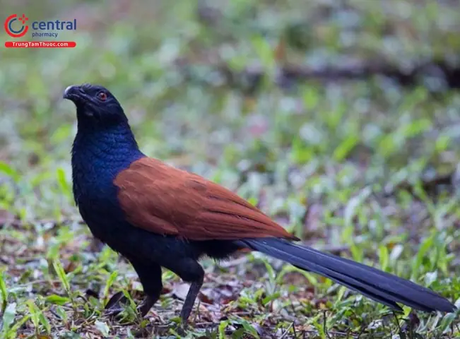 Hướng dẫn chi tiết cách nấu bìm bịp hầm thuốc bắc ngon chuẩn vị