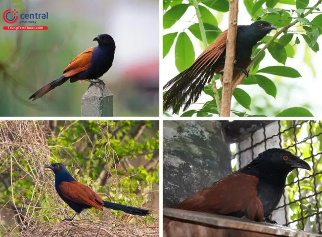 Hướng dẫn chi tiết cách nấu bìm bịp hầm thuốc bắc ngon chuẩn vị Hướng dẫn chi tiết cách nấu bìm bịp hầm thuốc bắc ngon chuẩn vị