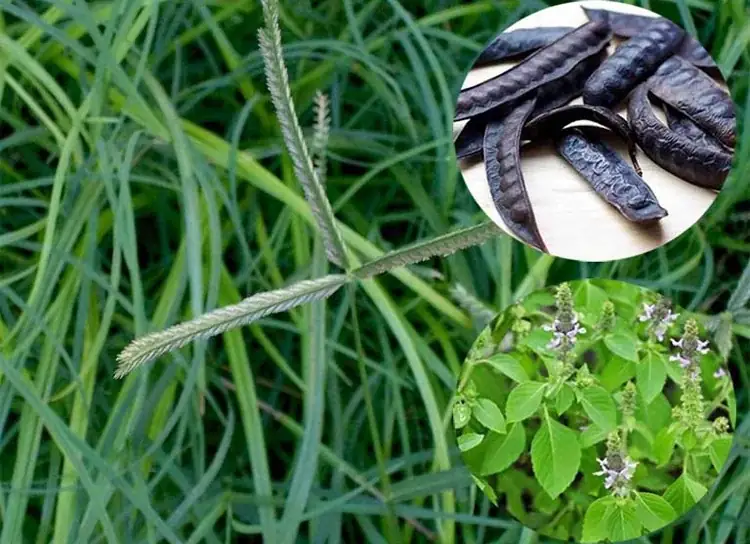 cách nấu bồ kết gội đầu