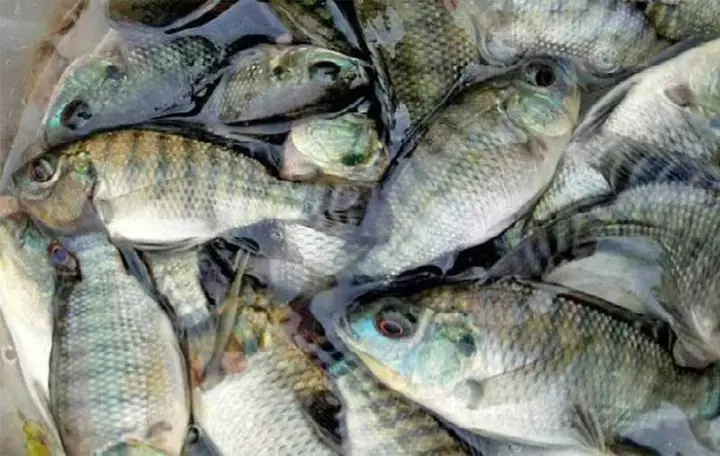 Hướng Dẫn Nấu Bún Cá Ngon Như Ngoài Hàng Đậm Đà Tại Nhà