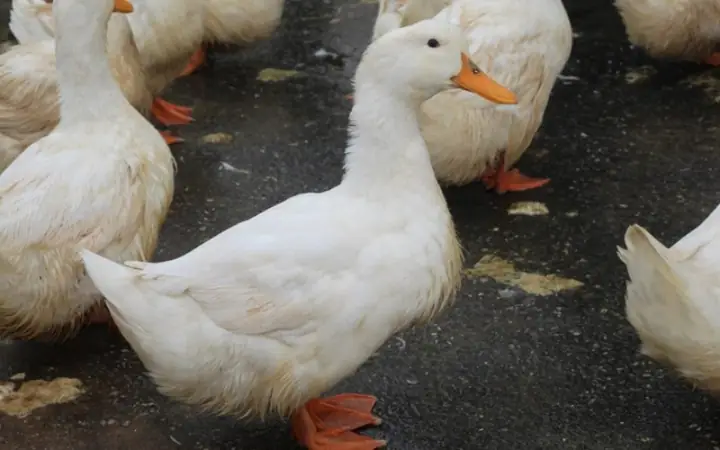 Cách Nấu Bún Măng Vịt Sài Gòn Chuẩn Vị Tại Nhà