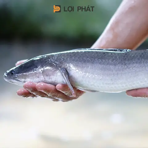Chọn cá lóc bông ngon