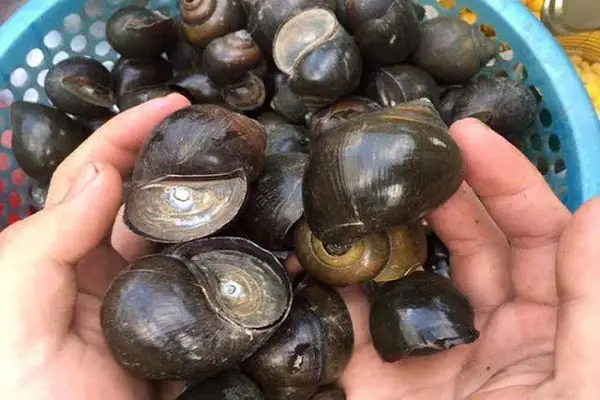 cách nấu bún ốc chuối đậu