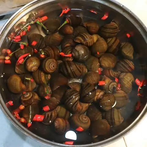 Cách Nấu Bún Ốc Dọc Mùng Ngon Chuẩn Vị Tại Nhà Cách Nấu Bún Ốc Dọc Mùng Ngon Chuẩn Vị Tại Nhà