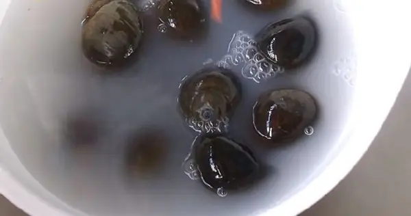 cách nấu bún ốc hà nội cách nấu bún ốc hà nội