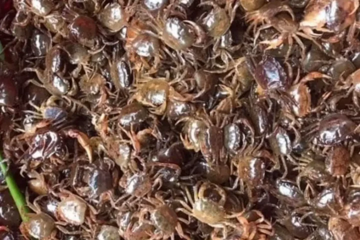 cách nấu bún riêu cua đơn giản