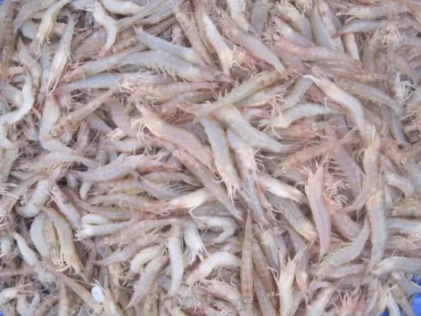 Hướng dẫn chi tiết cách nấu bún tôm Bình Định thơm ngon tại nhà