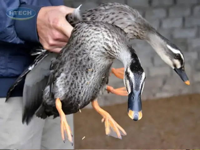 Cách Nấu Bún Vịt Măng Chua: Công Thức Thơm Ngon, Đậm Đà Tại Gia