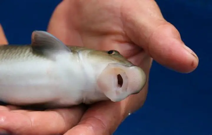 Cách Nấu Cá Anh Vũ Ngon Chuẩn Vị Tại Nhà Đơn Giản