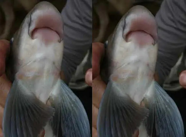 Cách Nấu Cá Anh Vũ Ngon Chuẩn Vị Tại Nhà Đơn Giản