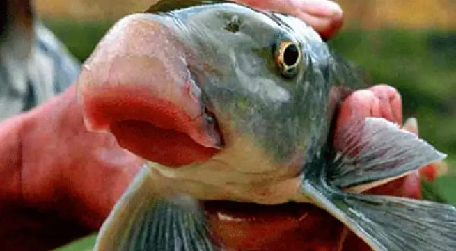 Cách Nấu Cá Anh Vũ Ngon Chuẩn Vị Tại Nhà Đơn Giản