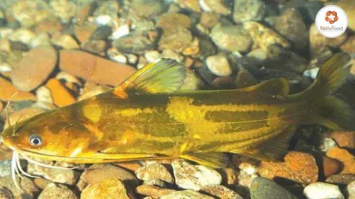 Cách Nấu Cá Bò Sông Ngon Chuẩn Vị, Đơn Giản Tại Nhà