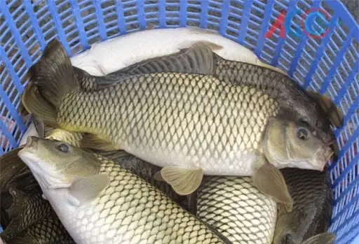 Hướng Dẫn Chi Tiết Cách Nấu Cá Chép Giòn Om Dưa Chuẩn Vị Tại Nhà Hướng Dẫn Chi Tiết Cách Nấu Cá Chép Giòn Om Dưa Chuẩn Vị Tại Nhà