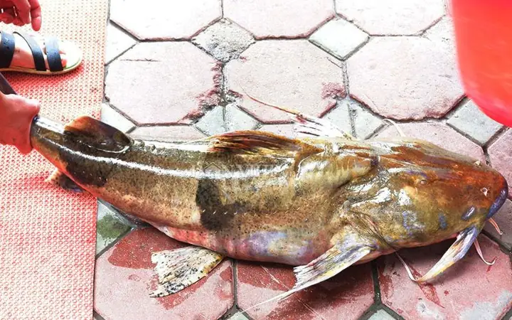 Cách Nấu Cá Chiên Sông Giòn Rụm, Thơm Ngon Đậm Đà