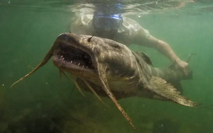 Cách Nấu Cá Chiên Sông Giòn Rụm, Thơm Ngon Đậm Đà