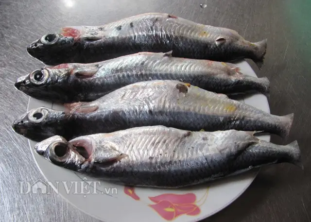 Cách Nấu Cá Chuồn Kho Mít Non Đậm Đà, Thơm Ngon Hấp Dẫn Cách Nấu Cá Chuồn Kho Mít Non Đậm Đà, Thơm Ngon Hấp Dẫn
