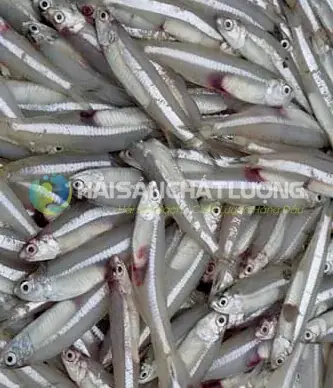 Hướng Dẫn Cách Nấu Cá Cơm Tươi Chuẩn Vị Gia Đình Ai Cũng Mê