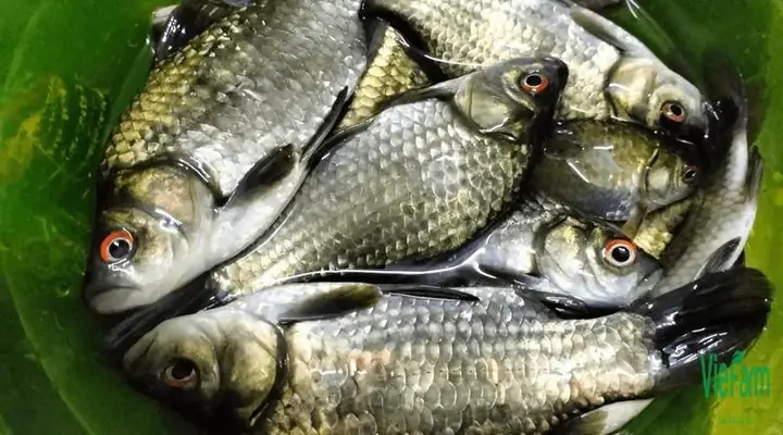 Cách nấu cá diếc kho tương ngon chuẩn vị tại nhà