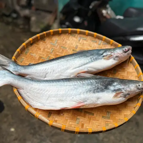 Cách Nấu Cá Dưa Biển Thơm Ngon, Đậm Đà Chuẩn Vị Cách Nấu Cá Dưa Biển Thơm Ngon, Đậm Đà Chuẩn Vị