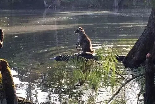 Cách Nấu Cá Hỏa Tiễn Thơm Ngon, Đậm Vị Chuẩn Vị Gia Đình