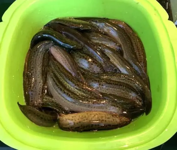 Cách làm cá chạch kho tương, riềng đậm đà, tròn vị nhất