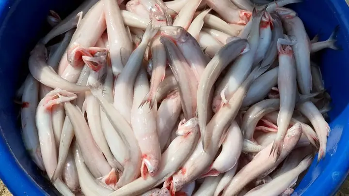 cách nấu cá khoai không bị nát