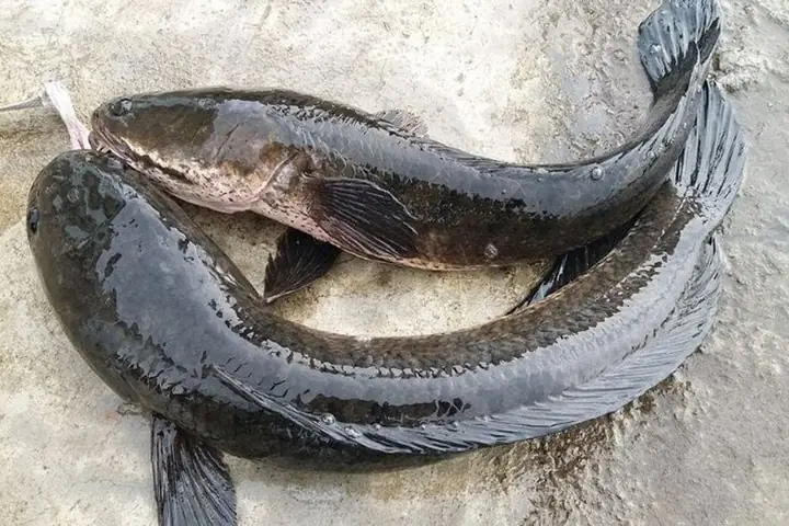 Cách Nấu Cá Không Tanh: Hướng Dẫn Chi Tiết Cho Mọi Món Ăn Cách Nấu Cá Không Tanh: Hướng Dẫn Chi Tiết Cho Mọi Món Ăn