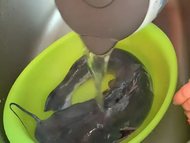 Cách nấu món canh chua cá lăng dọc mùng Cách nấu món canh chua cá lăng dọc mùng