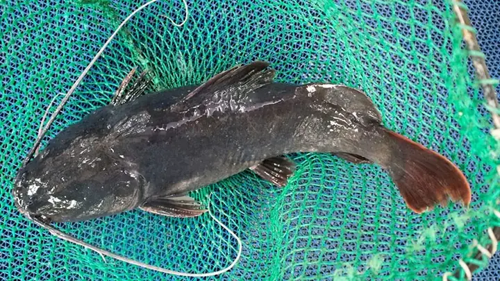 Cách Nấu Cá Leo Om Dưa Chua Đậm Đà Cho Bữa Cơm Gia Đình