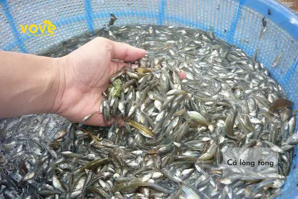 Cách Nấu Cá Lòng Tong Kho Tiêu Ngon Đậm Đà Chuẩn Vị Gia Đình