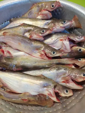 Cách Nấu Cá Ngạnh Om Mẻ Thơm Ngon Chuẩn Vị Gia Đình