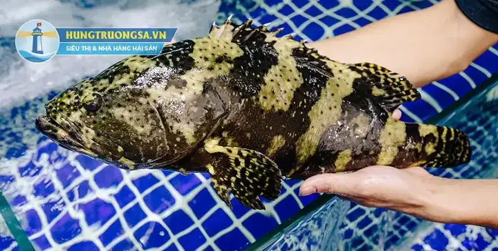 Hướng Dẫn Chi Tiết Cách Nấu Cá Song Hấp Xì Dầu Thơm Ngon Tại Nhà Hướng Dẫn Chi Tiết Cách Nấu Cá Song Hấp Xì Dầu Thơm Ngon Tại Nhà