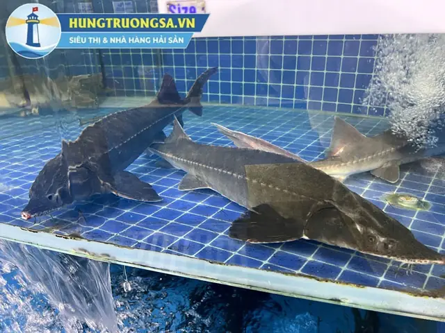 Hướng Dẫn Chi Tiết Cách Nấu Cá Tầm Nấu Chua Thơm Ngon Chuẩn Vị