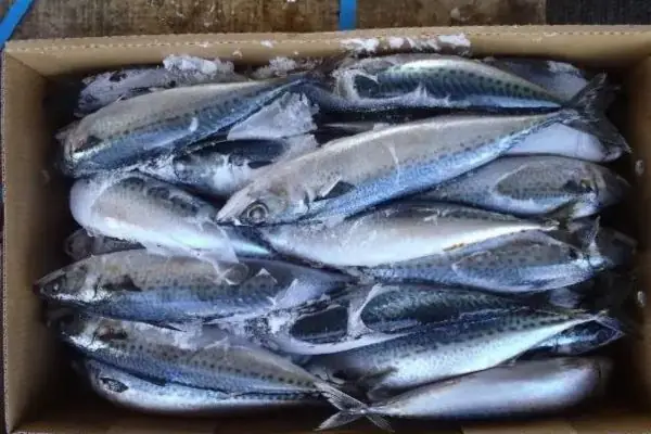 Cách Nấu Cá Thu Đông Lạnh Ngon Chuẩn Vị, Không Tanh Cách Nấu Cá Thu Đông Lạnh Ngon Chuẩn Vị, Không Tanh