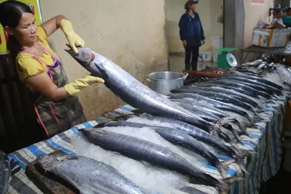 Hướng Dẫn Chi Tiết Cách Nấu Cá Thu Tươi Ngon Tại Nhà