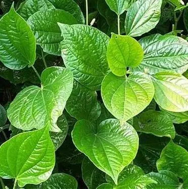 Cách Nấu Cà Tím Xào Lá Lốt Thơm Ngon Hấp Dẫn Tại Nhà