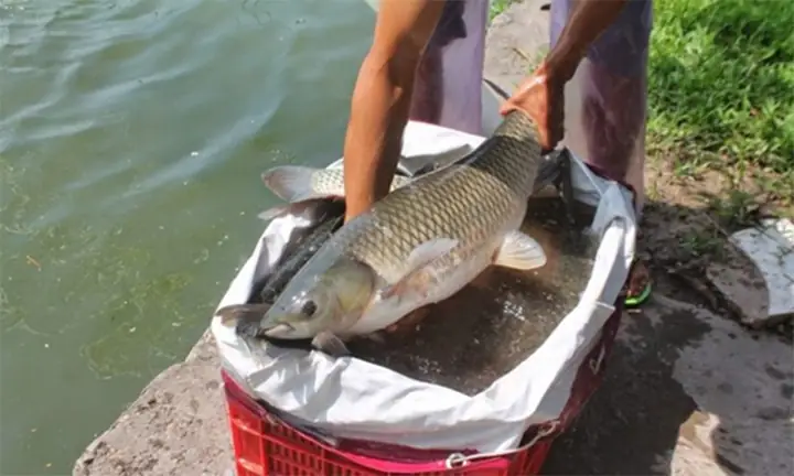 Cách nấu cá trắm giòn chuẩn vị, thơm ngon tại nhà