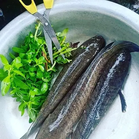 Cách Nấu Cá Tràu Kho Nghệ Đậm Đà Chuẩn Vị Gia Đình Cách Nấu Cá Tràu Kho Nghệ Đậm Đà Chuẩn Vị Gia Đình