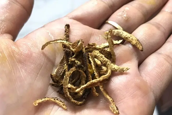 Cách Nấu Cá Tràu Kho Nghệ Đậm Đà Chuẩn Vị Gia Đình Cách Nấu Cá Tràu Kho Nghệ Đậm Đà Chuẩn Vị Gia Đình