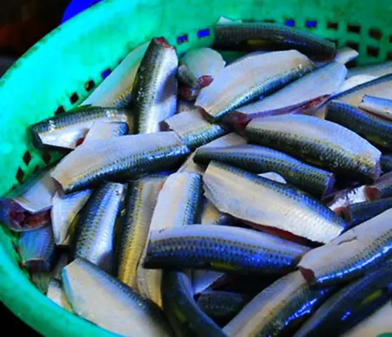 Hướng dẫn làm cá trích nướng tại nhà đơn giản Hướng dẫn làm cá trích nướng tại nhà đơn giản