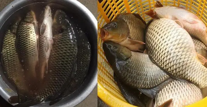 Hướng Dẫn Cách Nấu Cá với Dứa Thơm Ngon, Đậm Đà Chuẩn Vị