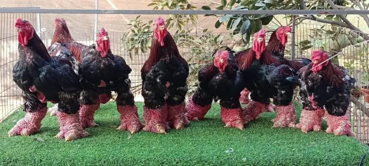 Khám Phá Các Cách Nấu Món Gà Đơn Giản, Ngon Miệng Tại Nhà