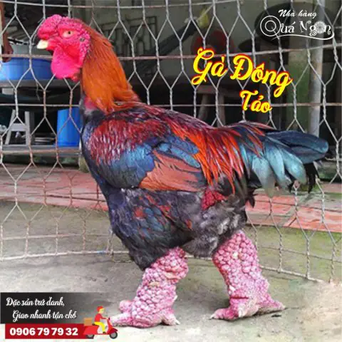 Khám Phá Các Cách Nấu Món Gà Đơn Giản, Ngon Miệng Tại Nhà