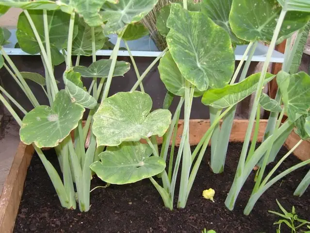 Hướng Dẫn Chi Tiết Cách Nấu Canh Bạc Hà Ngon Tại Nhà