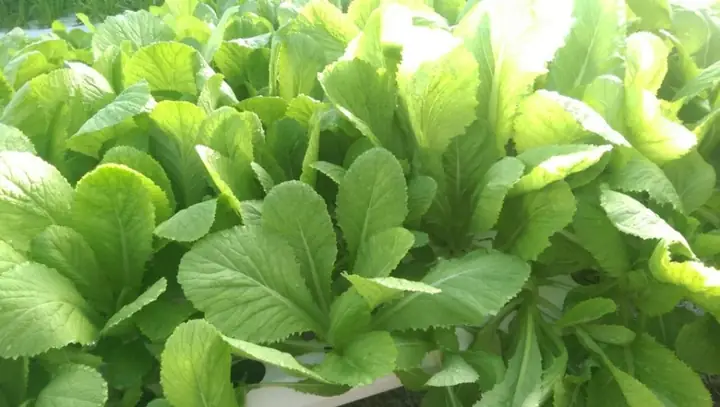 Hướng Dẫn Cách Nấu Canh Bí Xanh Đậm Đà, Chuẩn Vị Gia Đình